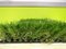 Artificial Turf for Landscape and Synthetic Grass